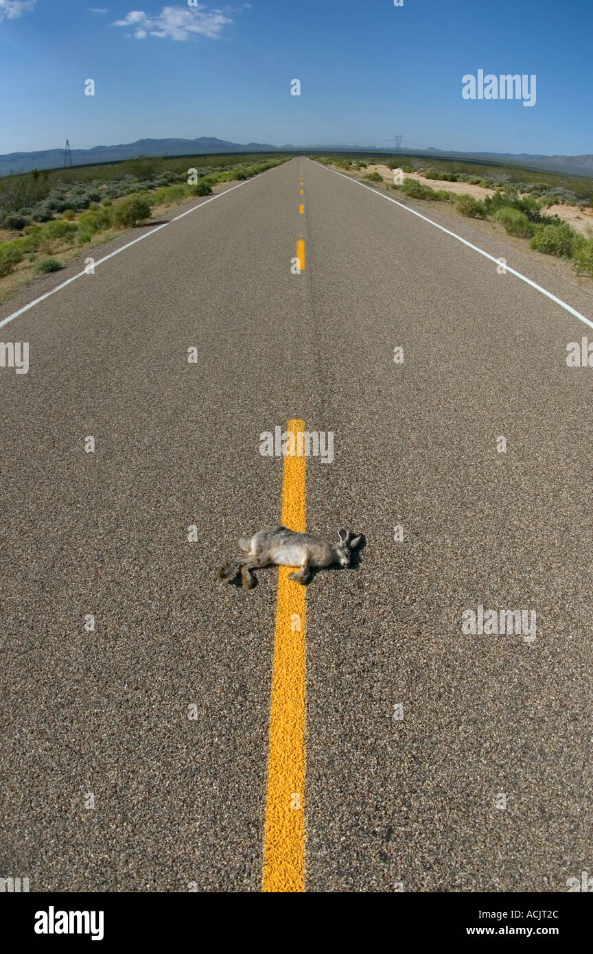 Jackrabbit colpita da automobile sulla strada nel deserto di Mojave preservare, California. © Craig M. Eisenberg Foto Stock