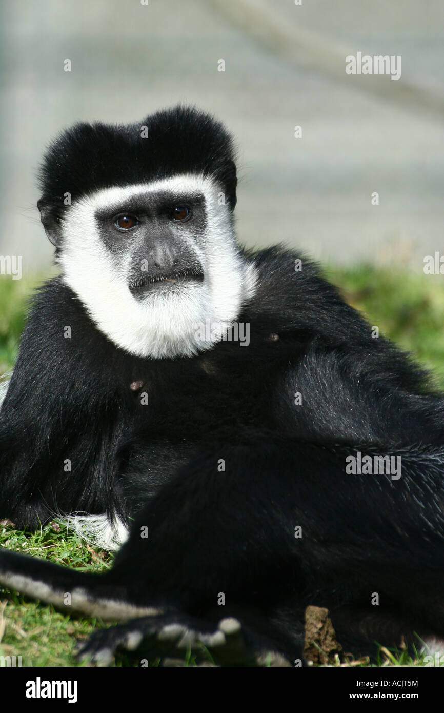 Guereza monkey - Colobus guereza Foto Stock