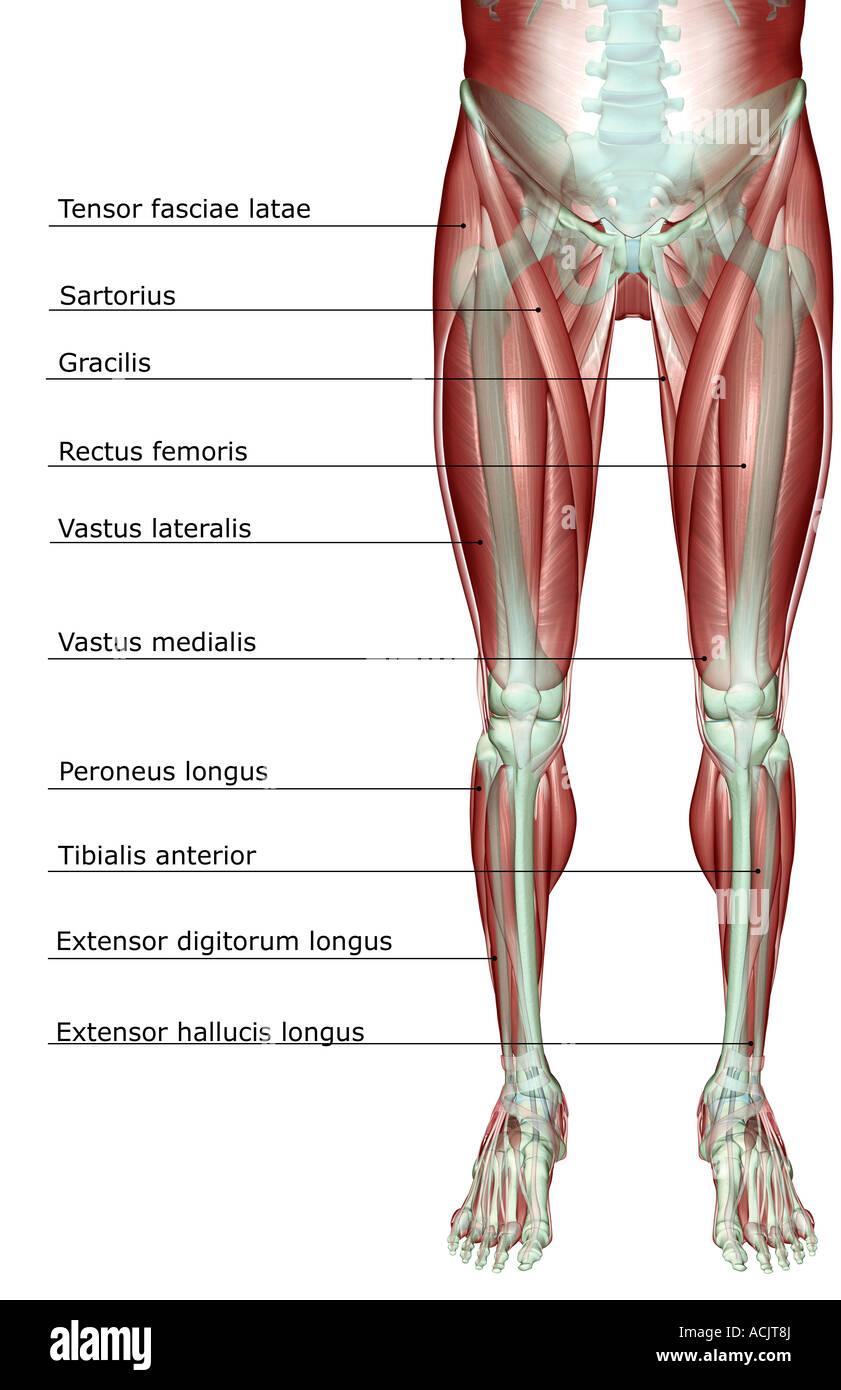 Il musculoskeleton del corpo inferiore Foto Stock