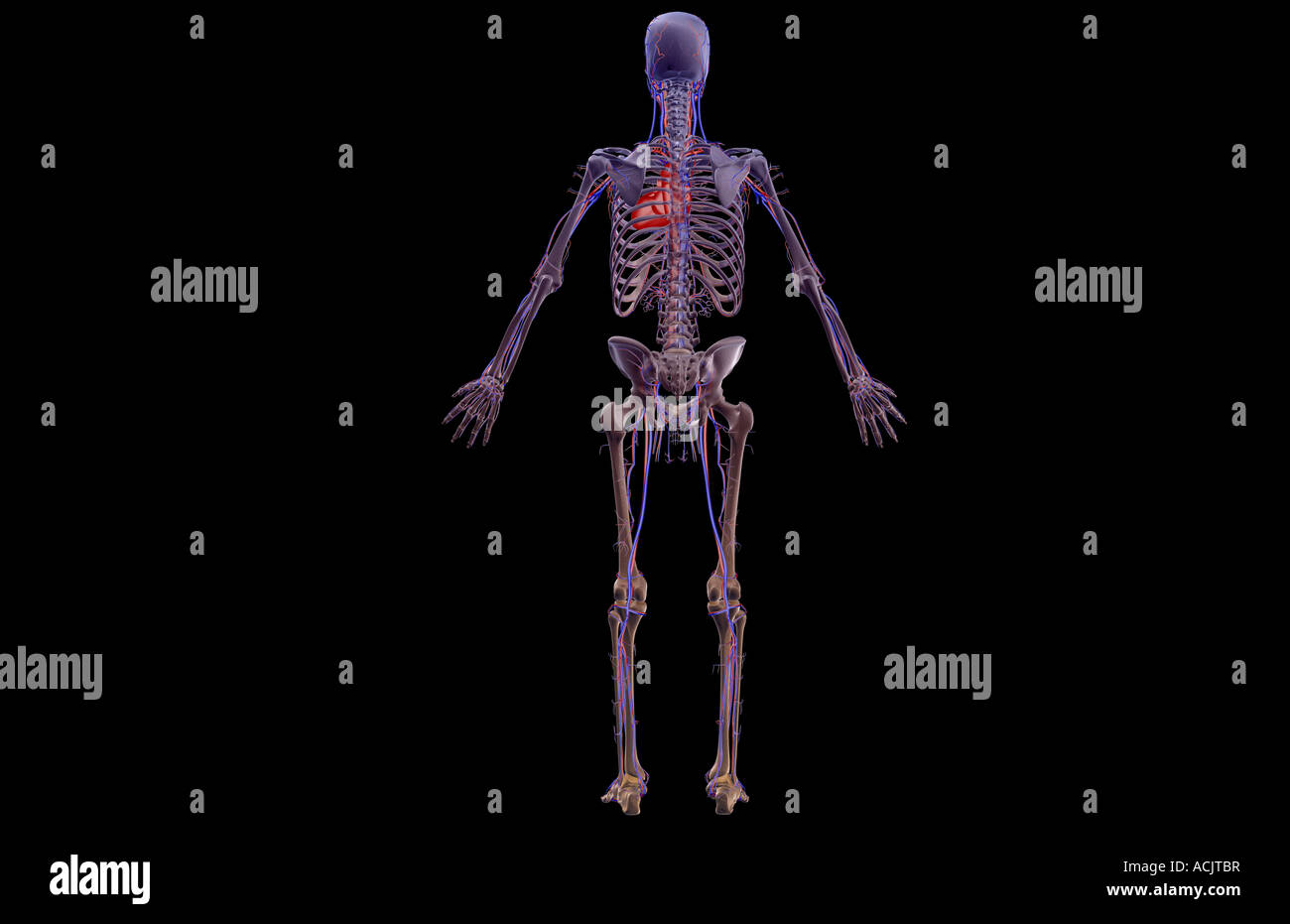 Il sistema vascolare Foto Stock