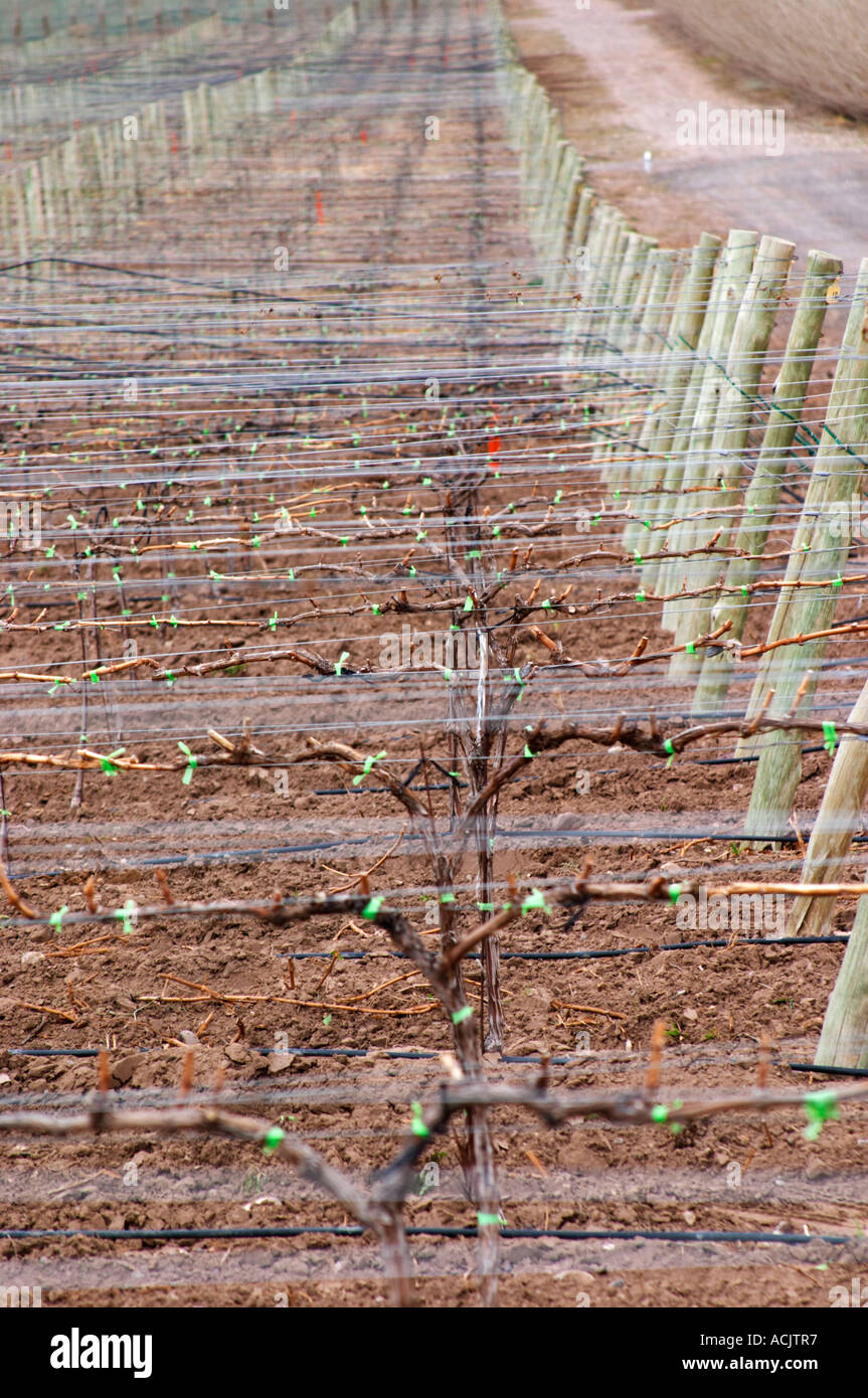 Vista sul vigneto con vitigni addestrati in Cordon Royat e metallo cavi di supporto. Bodega Familia Schroeder Cantina, chiamato anche Sauro, Neuquen, Patagonia, Argentina, Sud America Foto Stock