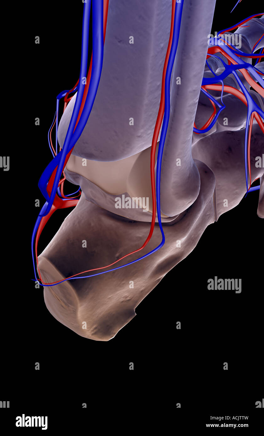 Il rifornimento di sangue del piede Foto Stock