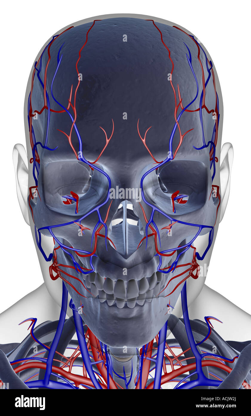 L'alimentazione di sangue della testa e del viso Foto Stock