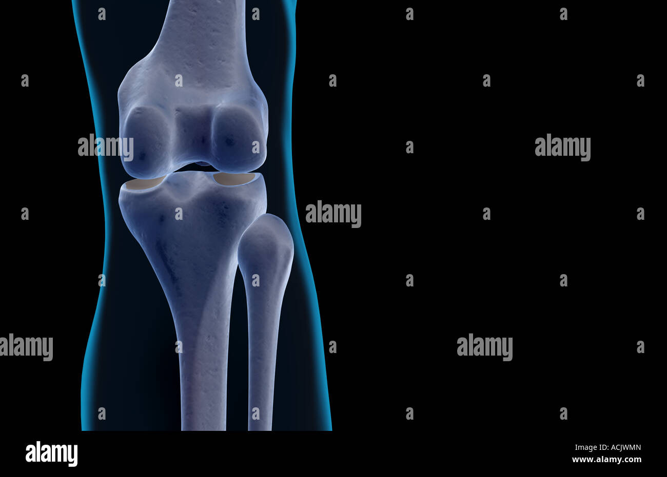 Le ossa del ginocchio Foto Stock