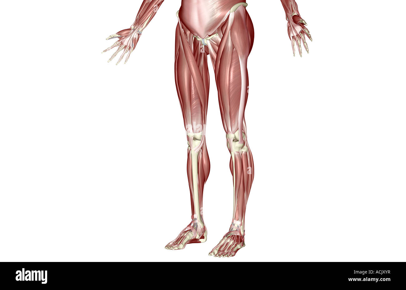 I muscoli del corpo inferiore Foto Stock