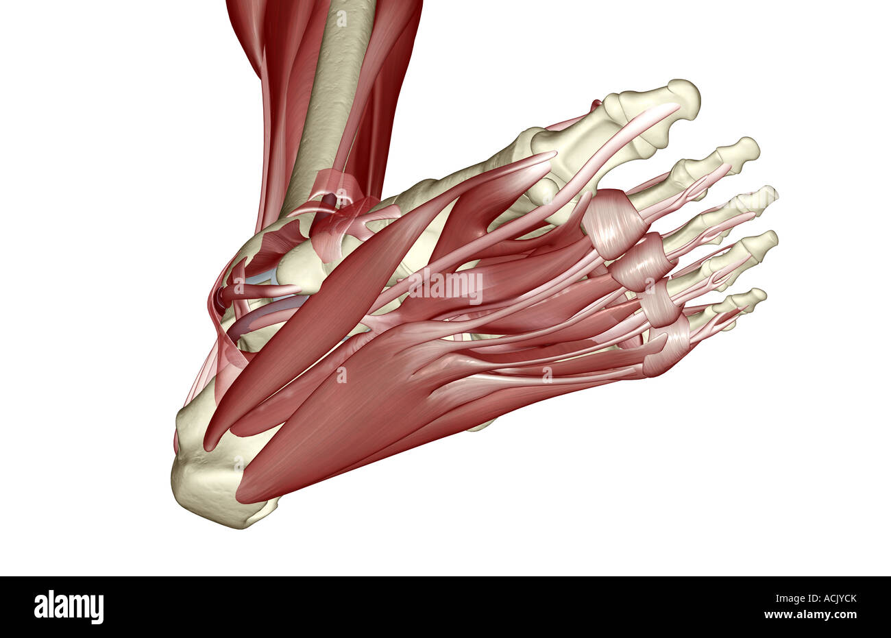 I muscoli del piede Foto Stock