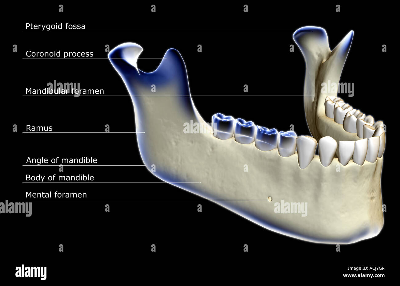 Mandibular ramus immagini e fotografie stock ad alta risoluzione - Alamy