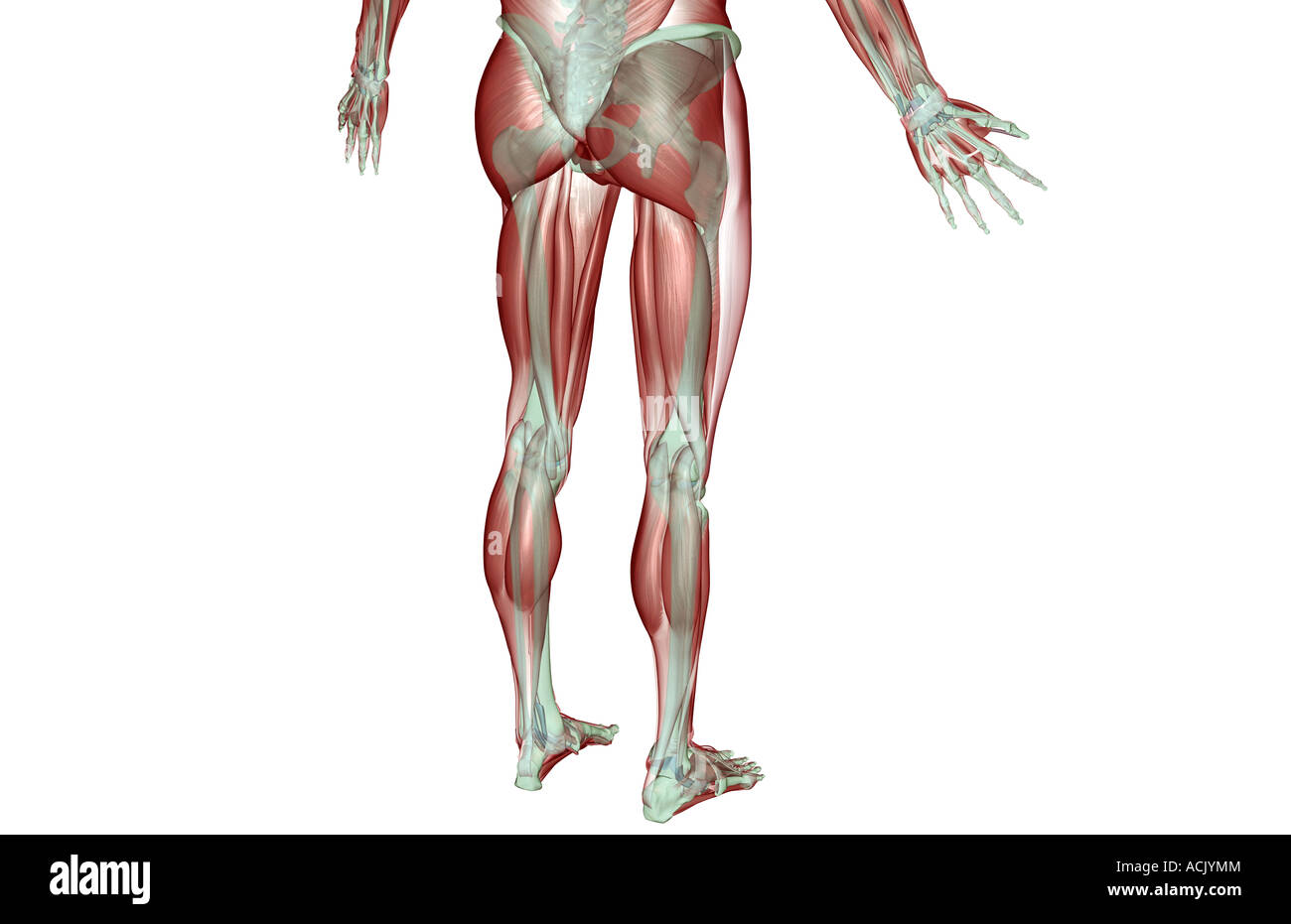 Il musculoskeleton del corpo inferiore Foto Stock