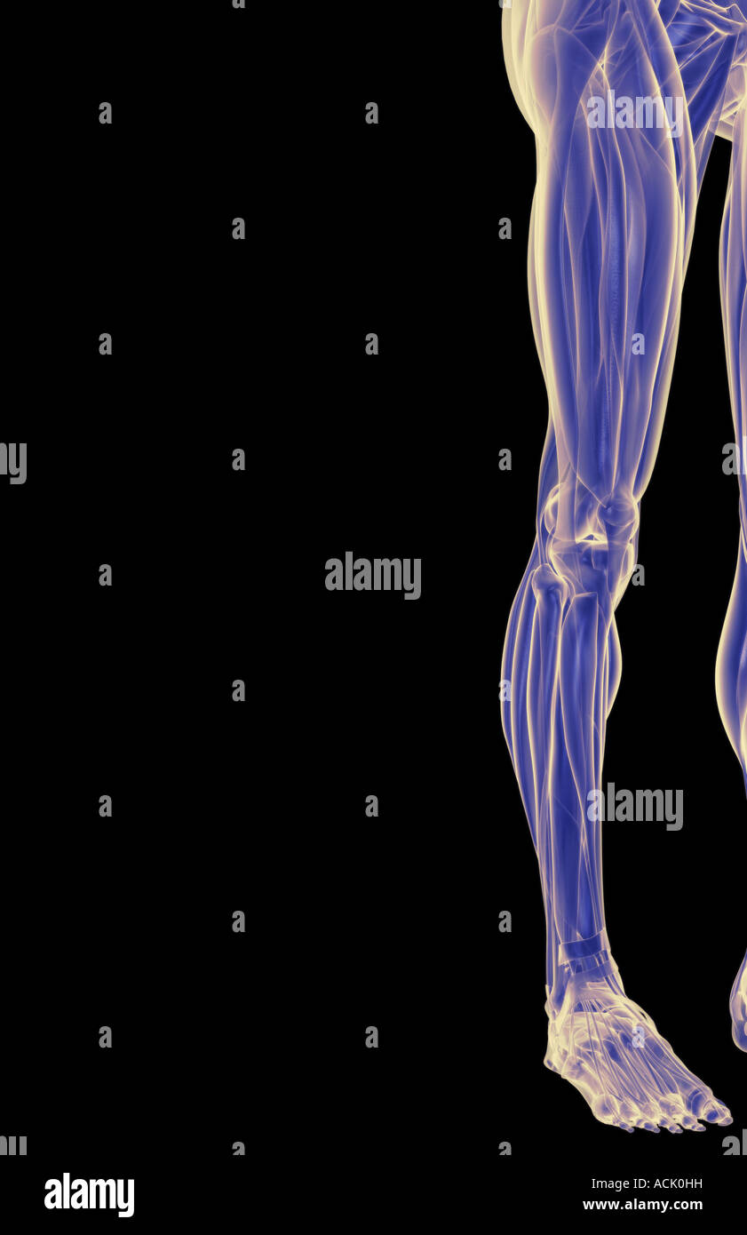 I muscoli dell'arto inferiore Foto Stock