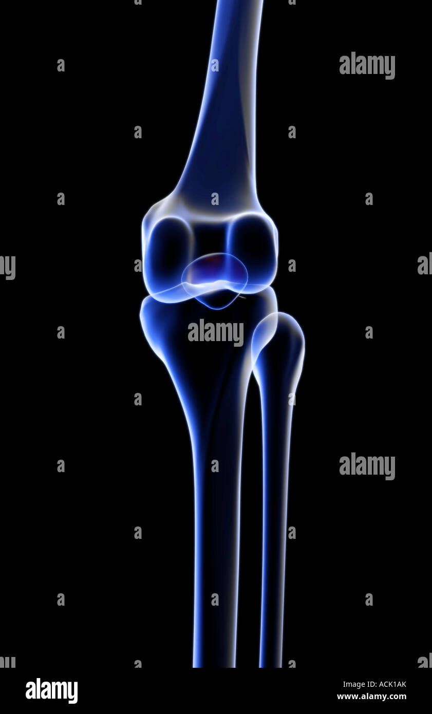 Le ossa del ginocchio Foto Stock