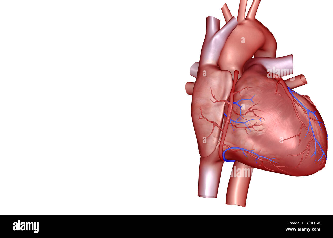 I vasi coronarici del cuore Foto Stock