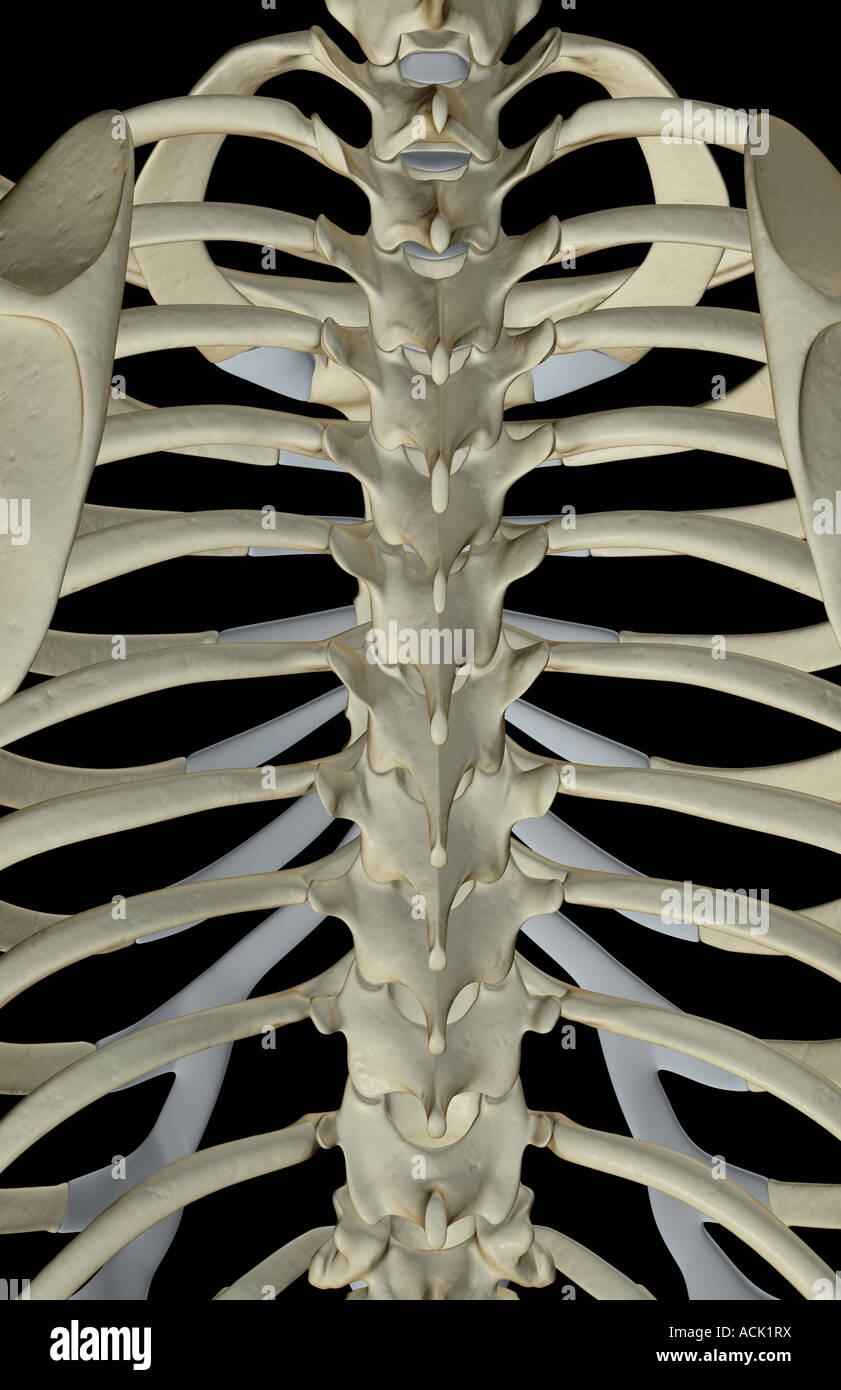 Le ossa della vertebra toracica Foto Stock