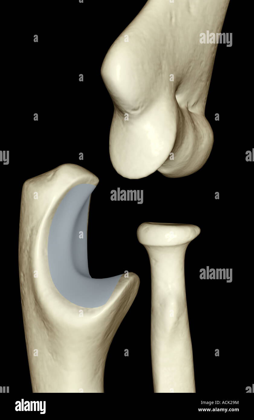 Le ossa del gomito Foto Stock