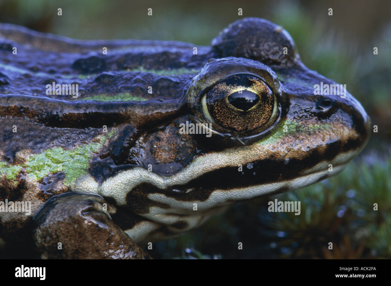 Unione rana verde Rana esculenta close up di occhio di Belgio Foto Stock