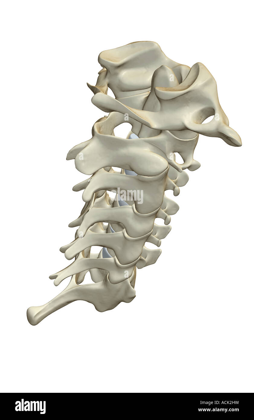 Le vertebre cervicali Foto Stock