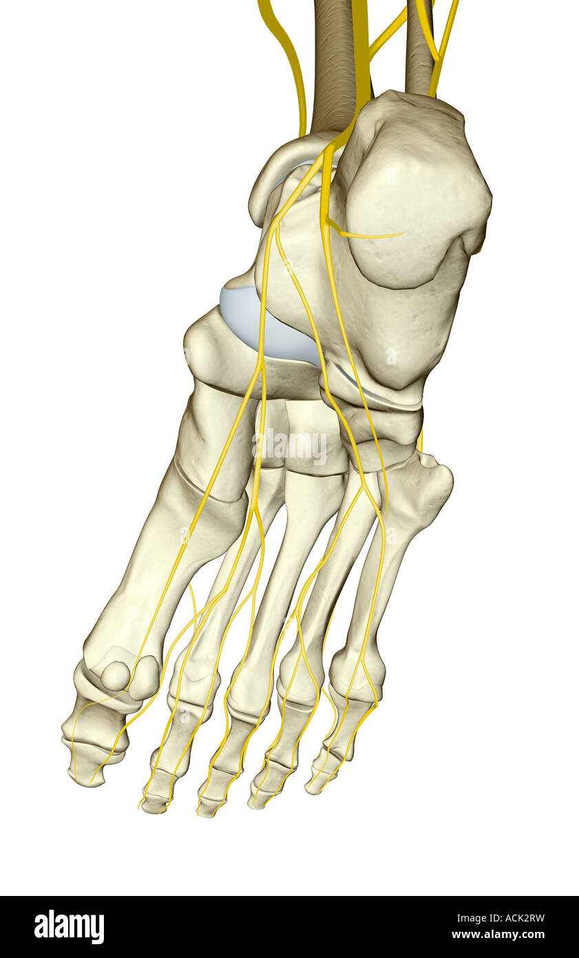 I nervi del piede Foto Stock