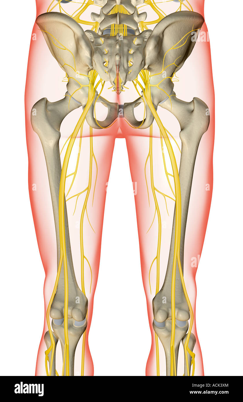 I nervi dell'arto inferiore Foto Stock