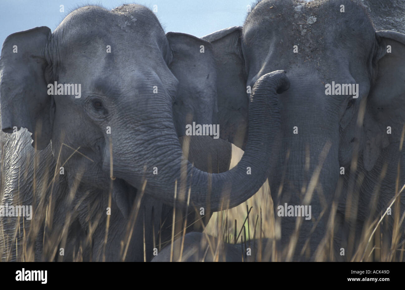 Elefanti indiani Elephas maximus NP Kaziranga Assam India Foto Stock