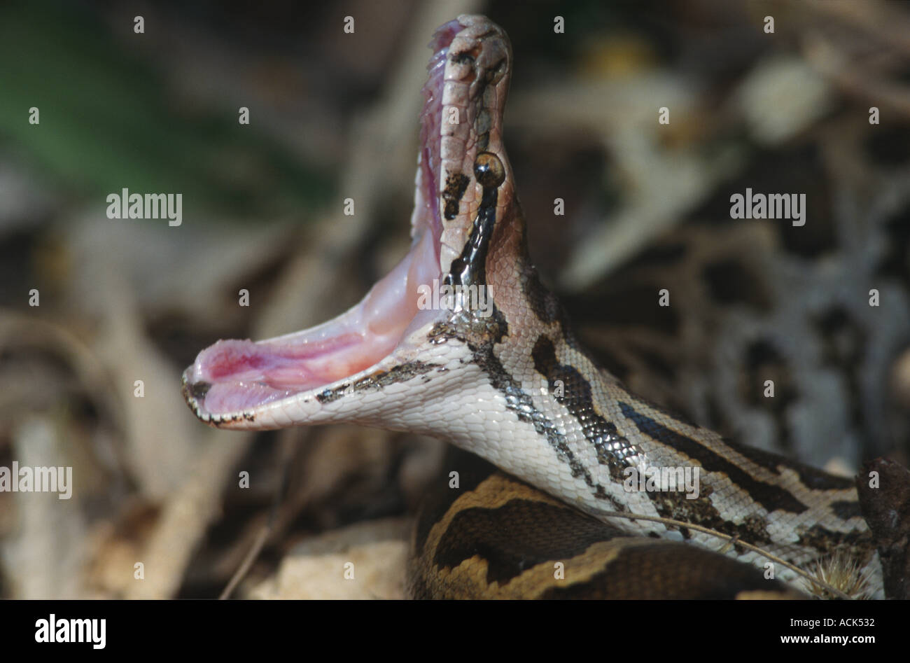 Rock python con la bocca spalancata Python sebae Keoladeo Ghana NP Rajasthan in India Foto Stock