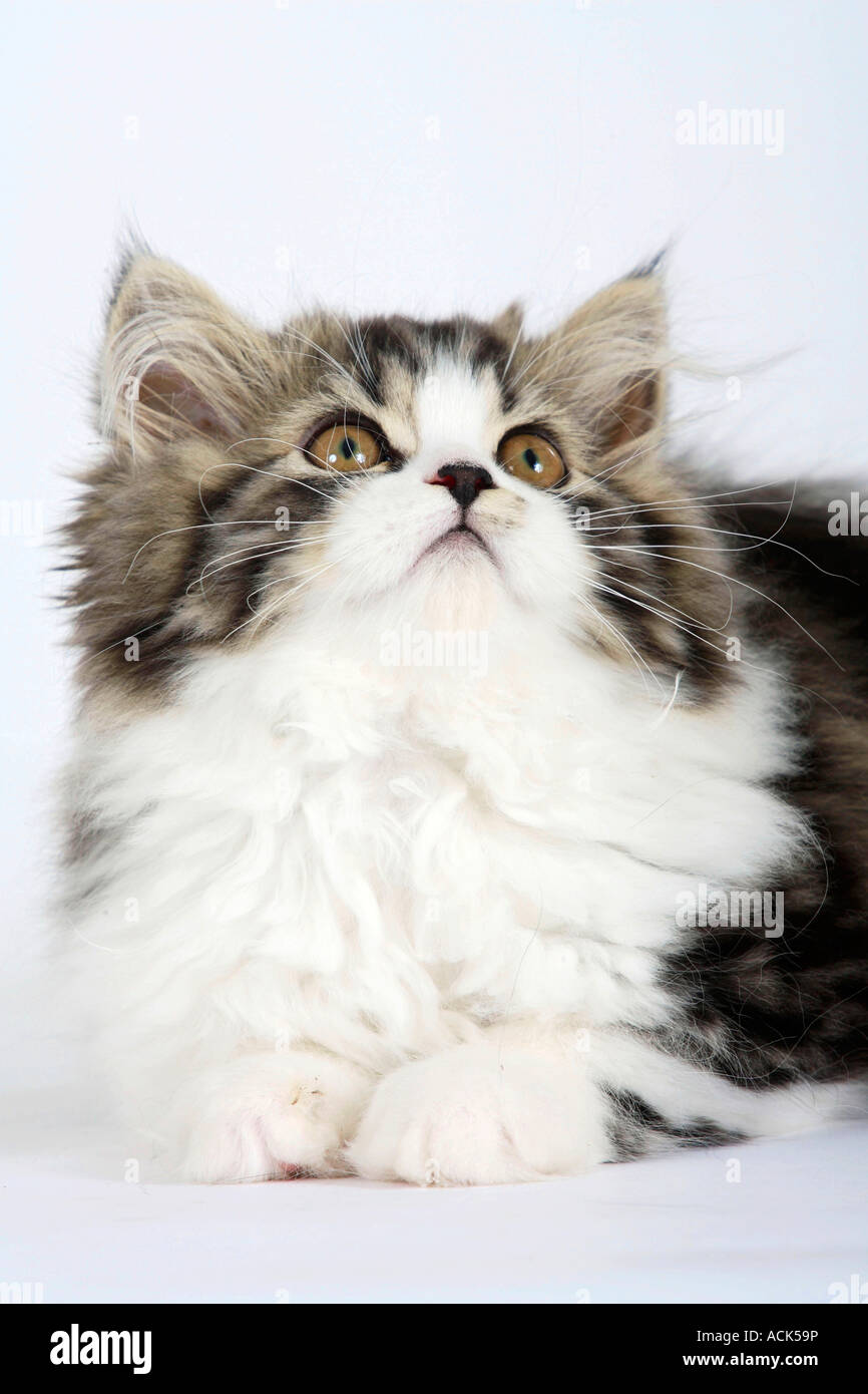 Gatto persiano gattino Foto Stock