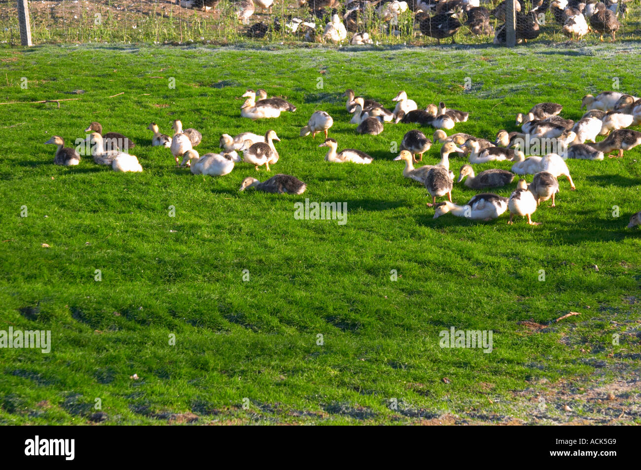 Il bianco e il nero anatre a una fattoria di anatra, tenuti all'aperto per il pascolo prima la forza finale fase di alimentazione per rendere il foie gras di anatra fegato. Ferme de Biorne di anatra e di faraona agriturismo Dordogne Francia Foto Stock