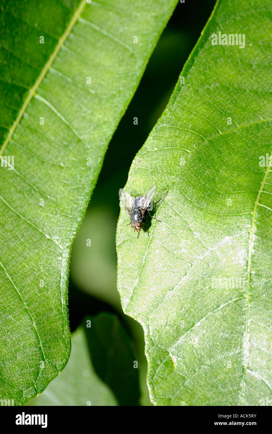 Latino, Ficus carica. Comune, comune Fig Tree, Marrone Turchia Fig Foto Stock