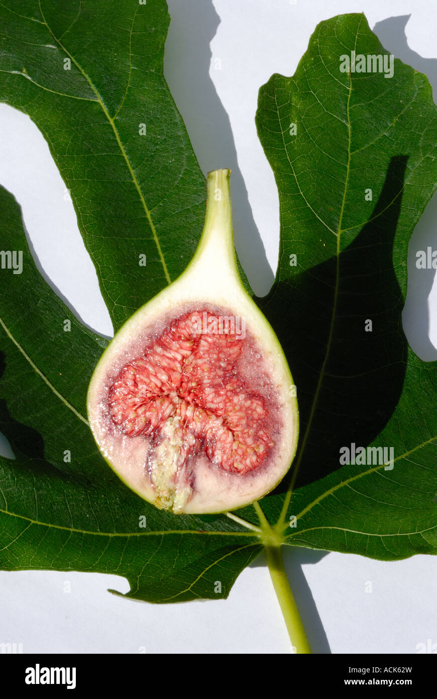 Latino, Ficus carica. Comune, comune Fig Tree, Marrone Turchia Fig. Un frutto- fig - tagliato a metà contro uno sfondo di una foglia Foto Stock