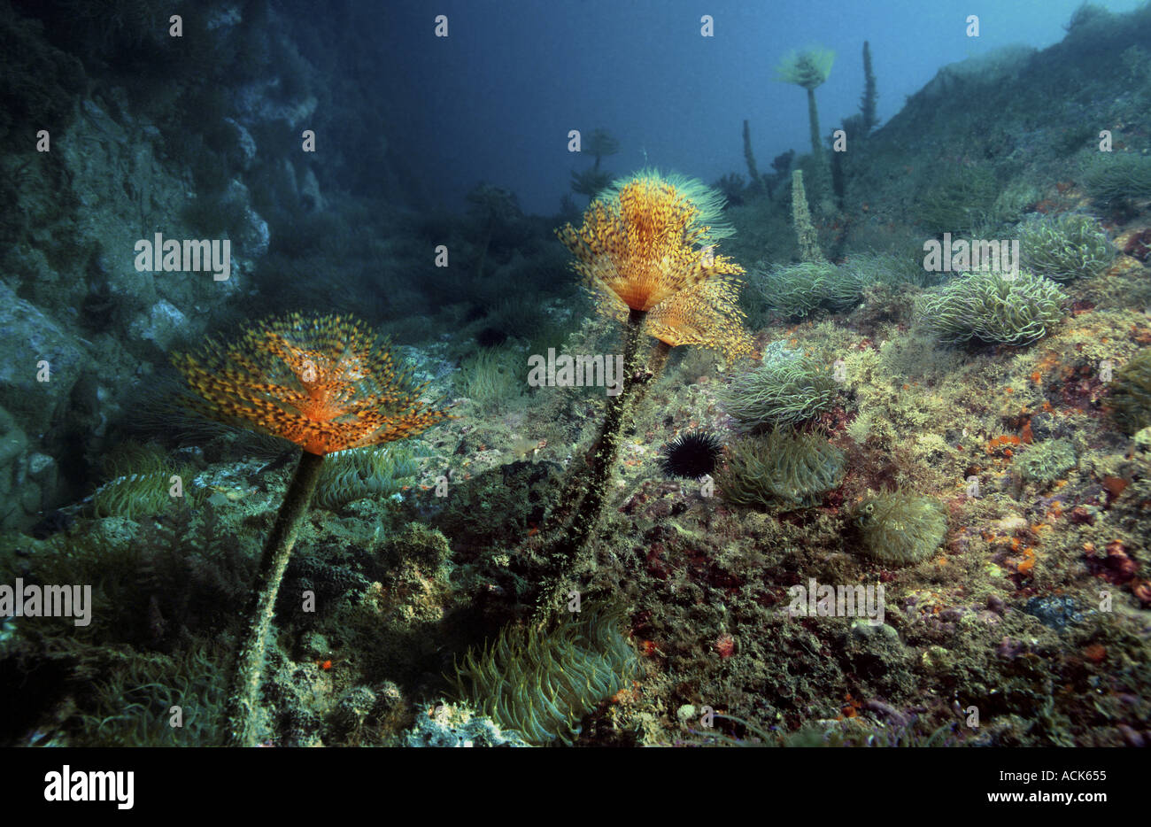 Tubo worms sul fondale i piumini di calugine Sabella spallanzanii mediterranea della Spagna Foto Stock