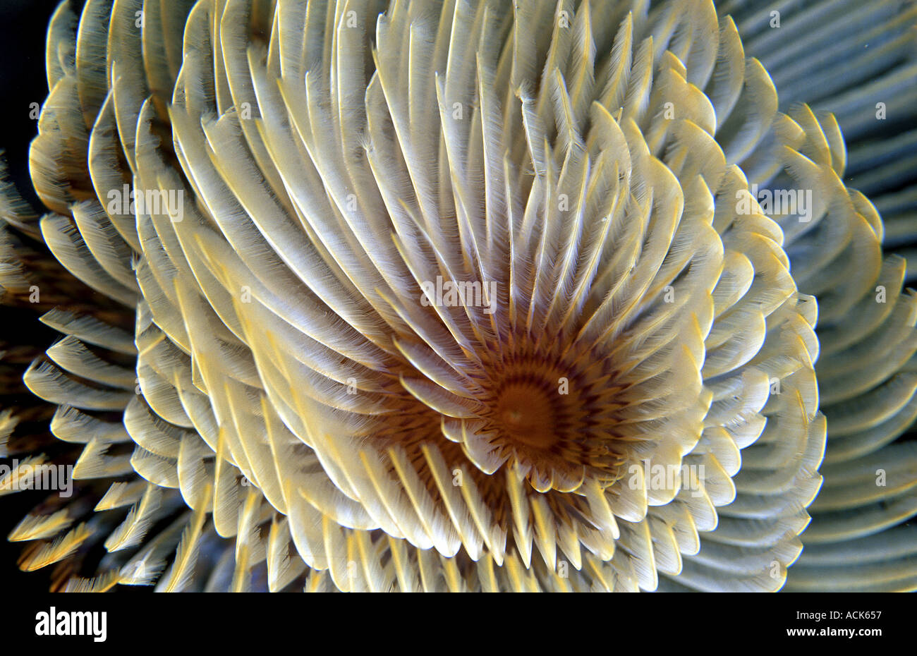 Vite senza fine tubo di chiudere fino a scomparsa di branchie Sabella spallanzanii Mediterraneo feather duster Foto Stock