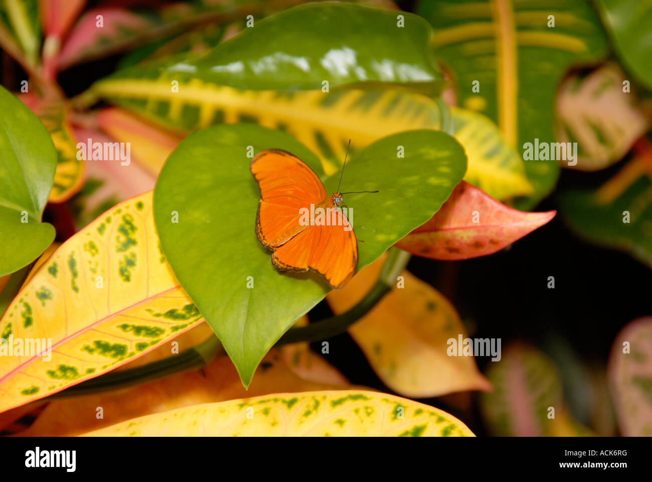 Julia Longwing Butterfly Foto Stock