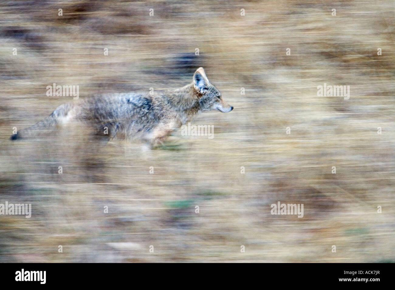 Esecuzione di Coyote Foto Stock