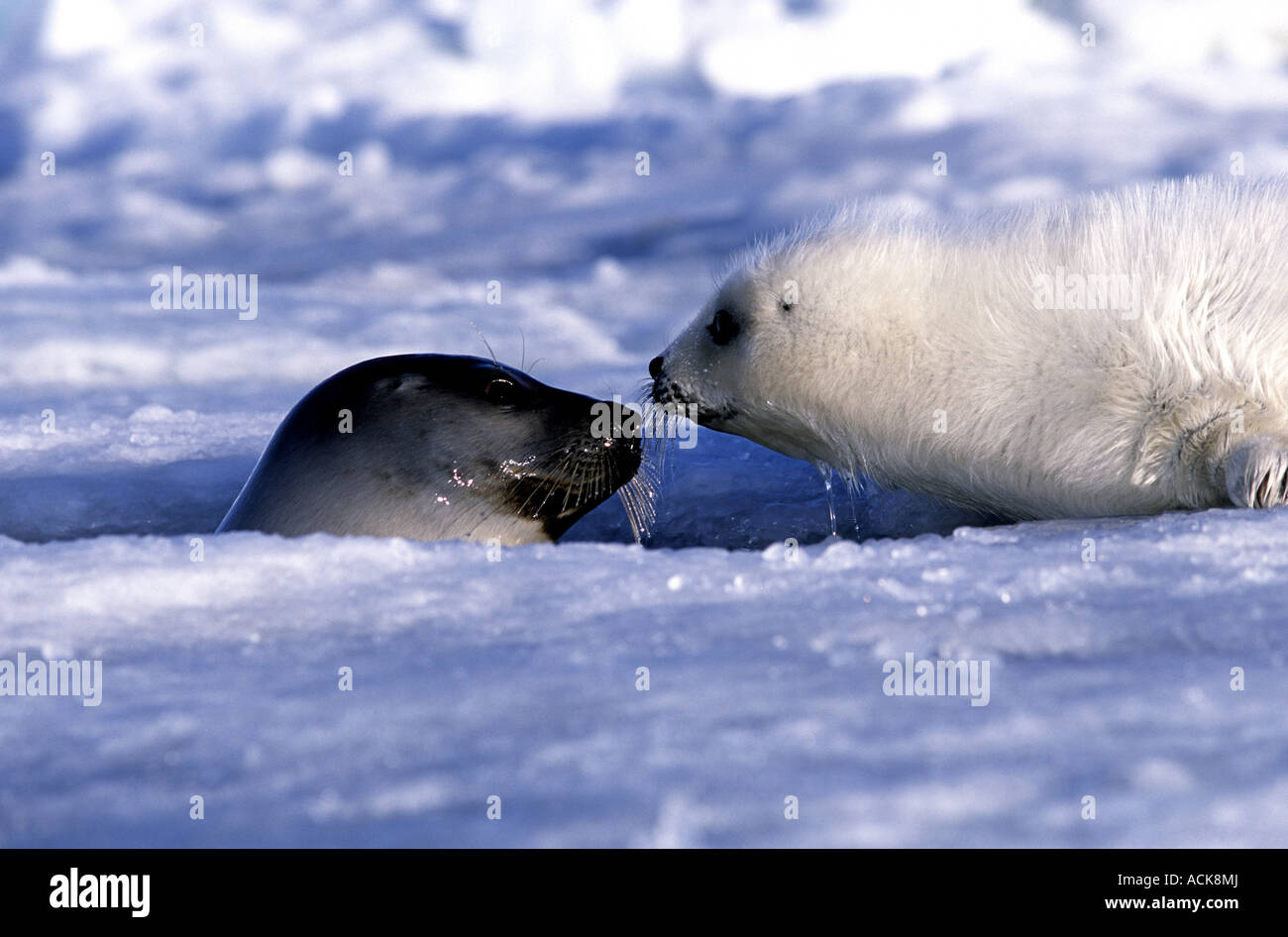 Guarnizione arpa pup e madre sul ghiaccio scorre nel golfo di St Lawrence Canada America del Nord Foto Stock