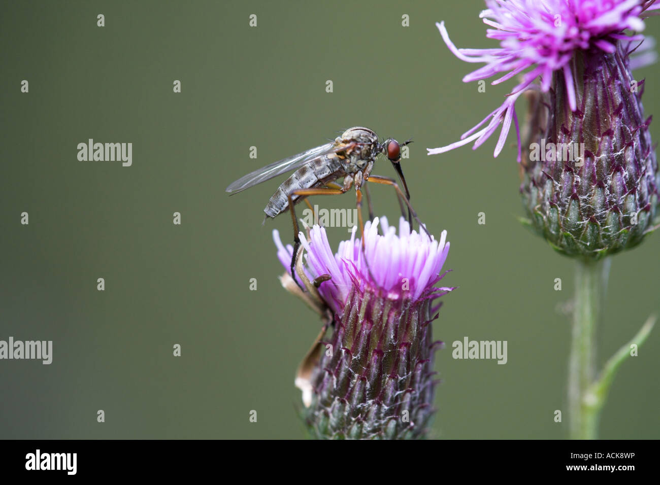Legno Anisopododae Gnat / specie Chironomidae adulto vola alimentazione su un fiore di cardo, camera's Farm legno, Lincolnshire Foto Stock