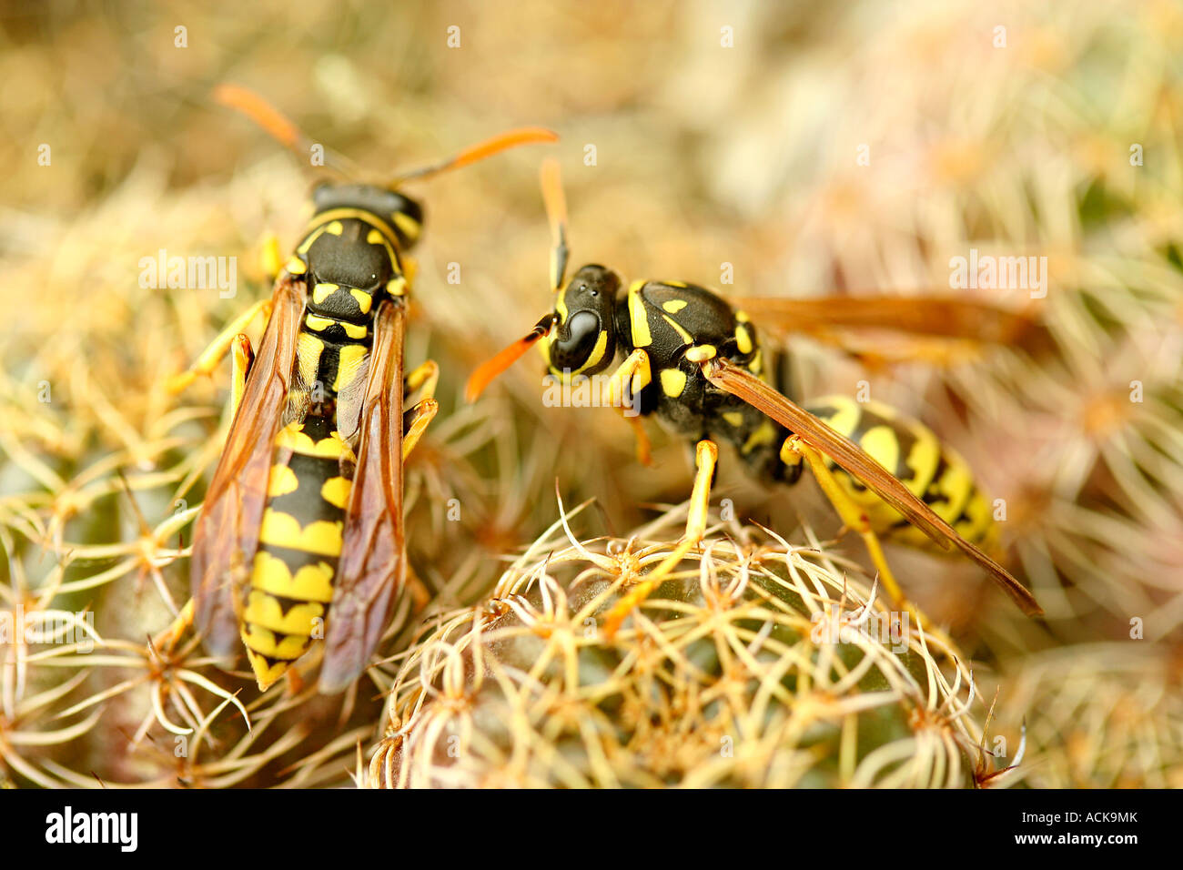 Carta wasp (Polistes gallicus) Foto Stock