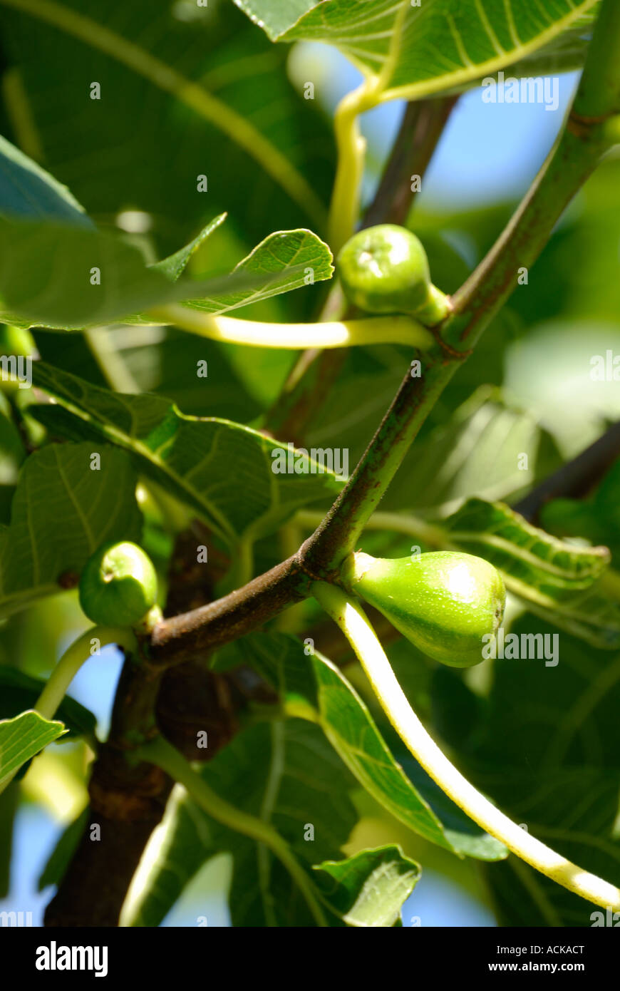 Latino, Ficus carica. Comune, comune Fig Tree, Marrone Turchia Fig. Fruite emergenti (figure) Foto Stock
