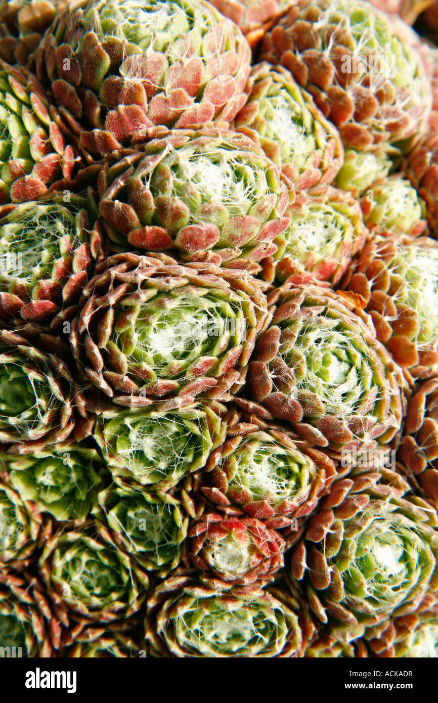 Semprevivo (Sempervivum arachnoideum) Foto Stock