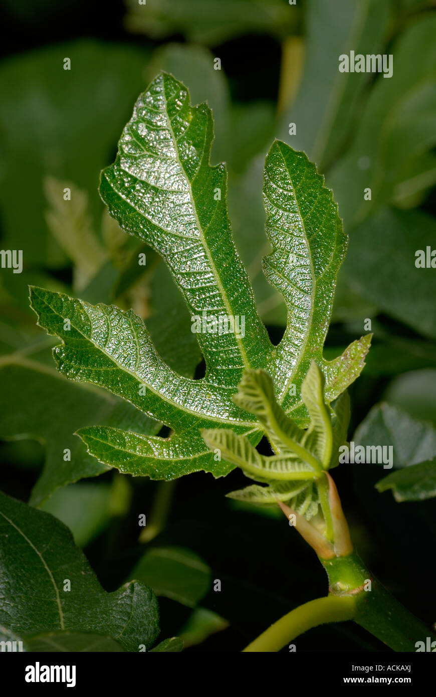 Latino, Ficus carica. Comune, comune Fig Tree, Marrone Turchia figura/ immagini dettagliate delle foglie Foto Stock
