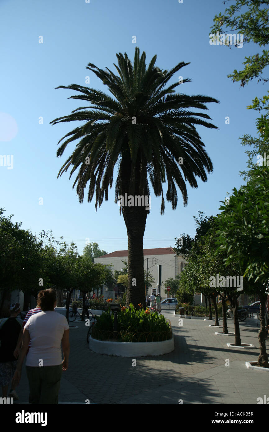 Palm tree in un parco a Chania vicino alla centrale stazione taxi Creta, Grecia Foto Stock