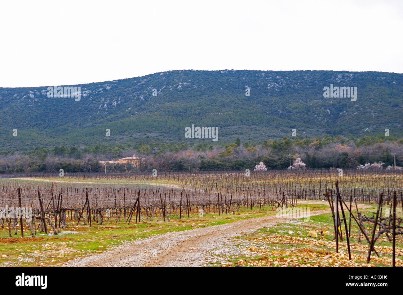 Vista sul vigneto nel Domaine de Triennes Cordon Royat formazione Domaine de Triennes Nans les Pins Var Costa Azzurra Francia Foto Stock