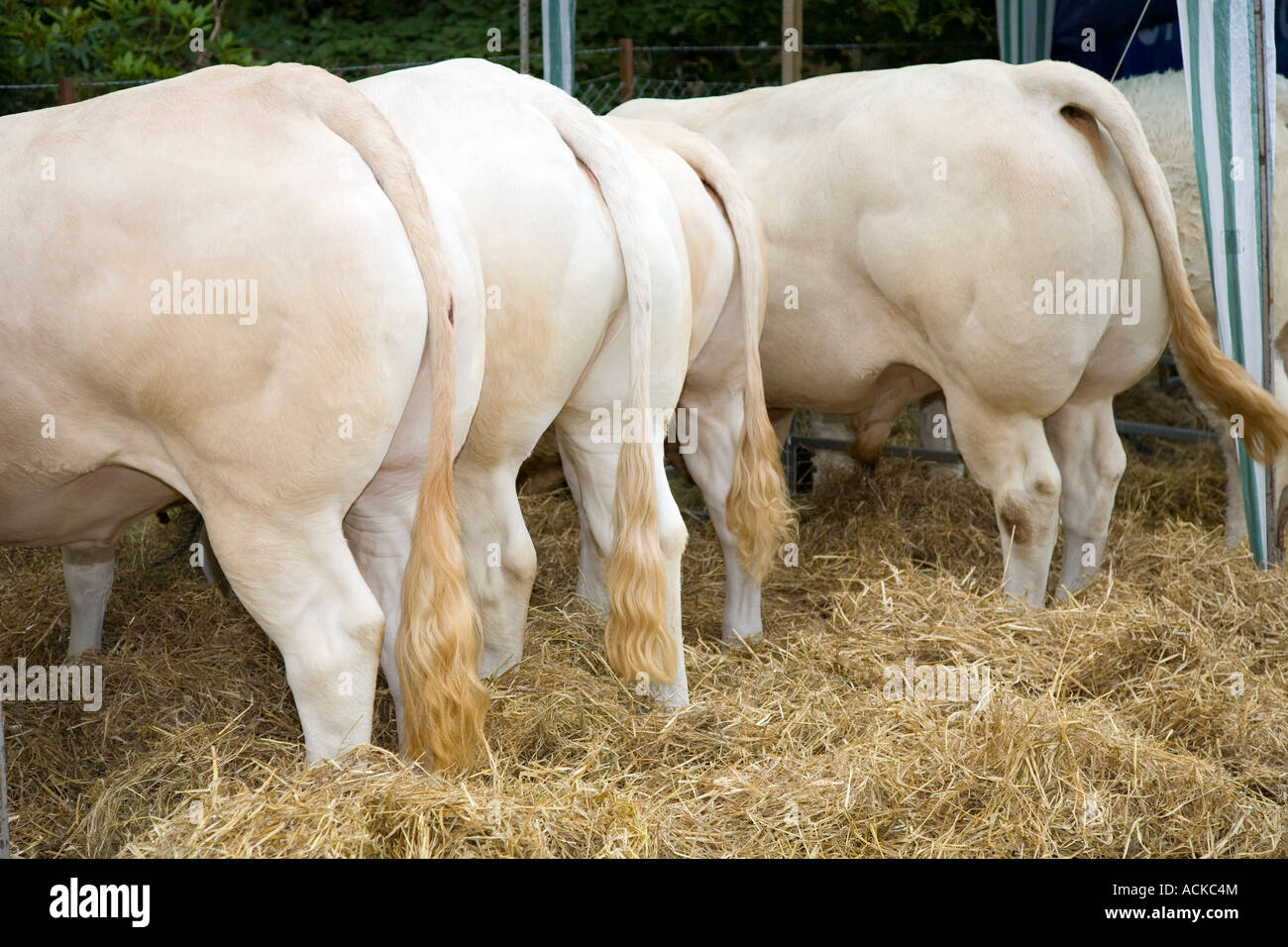 Blonde d'Aquitaine – Grande razza di bovini bianchi muscolosi alla fiera agricola estiva della fattoria di Banchory, Aberdeenshire, Scozia, Regno Unito Foto Stock