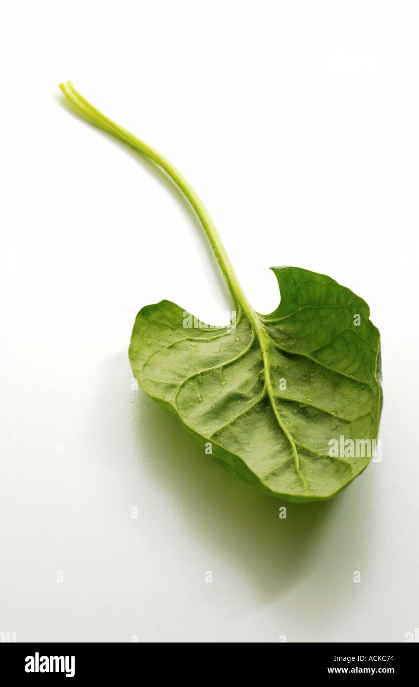 foglia di spinaci Foto Stock