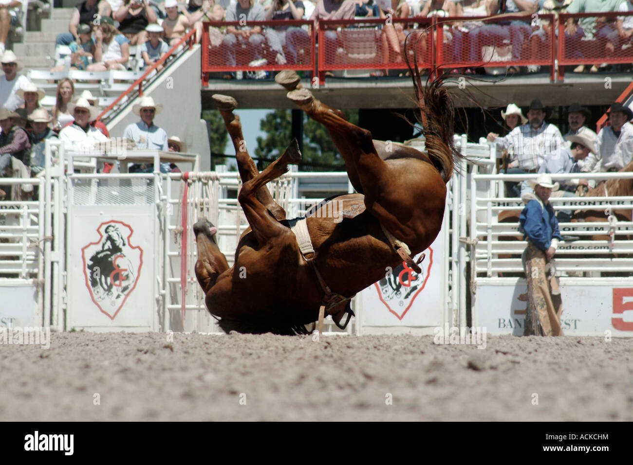 Horse flipping a rodeo città di Cheyenne Wyoming usa il vecchio west cavalli rodeo Foto Stock