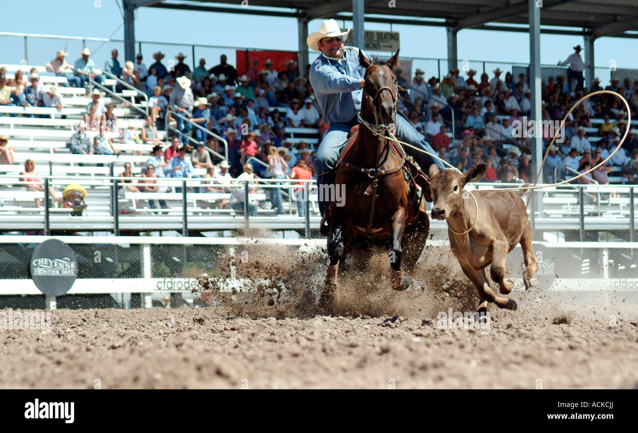 Cowboy in azione la cattura di un bestiame in una città rodeo di Cheyenne Wyoming usa il vecchio west cavalli di vitello rodeo Foto Stock