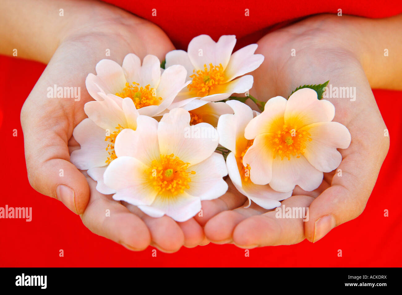 Rosa canina (Rosa canina) Foto Stock