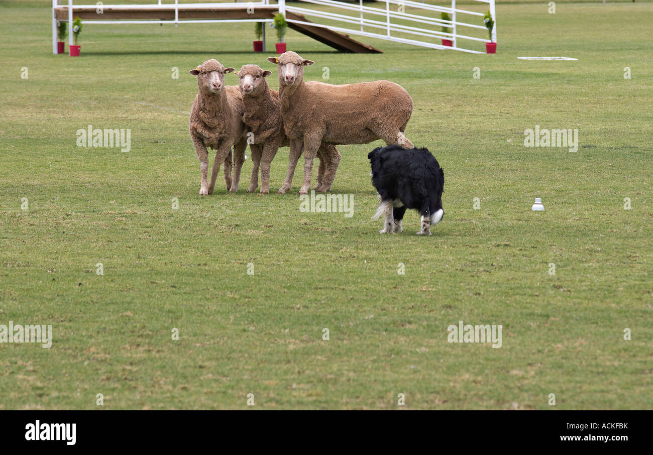 Un cane di pecora Border Collie radunare le pecore a sheepdog trial Foto Stock