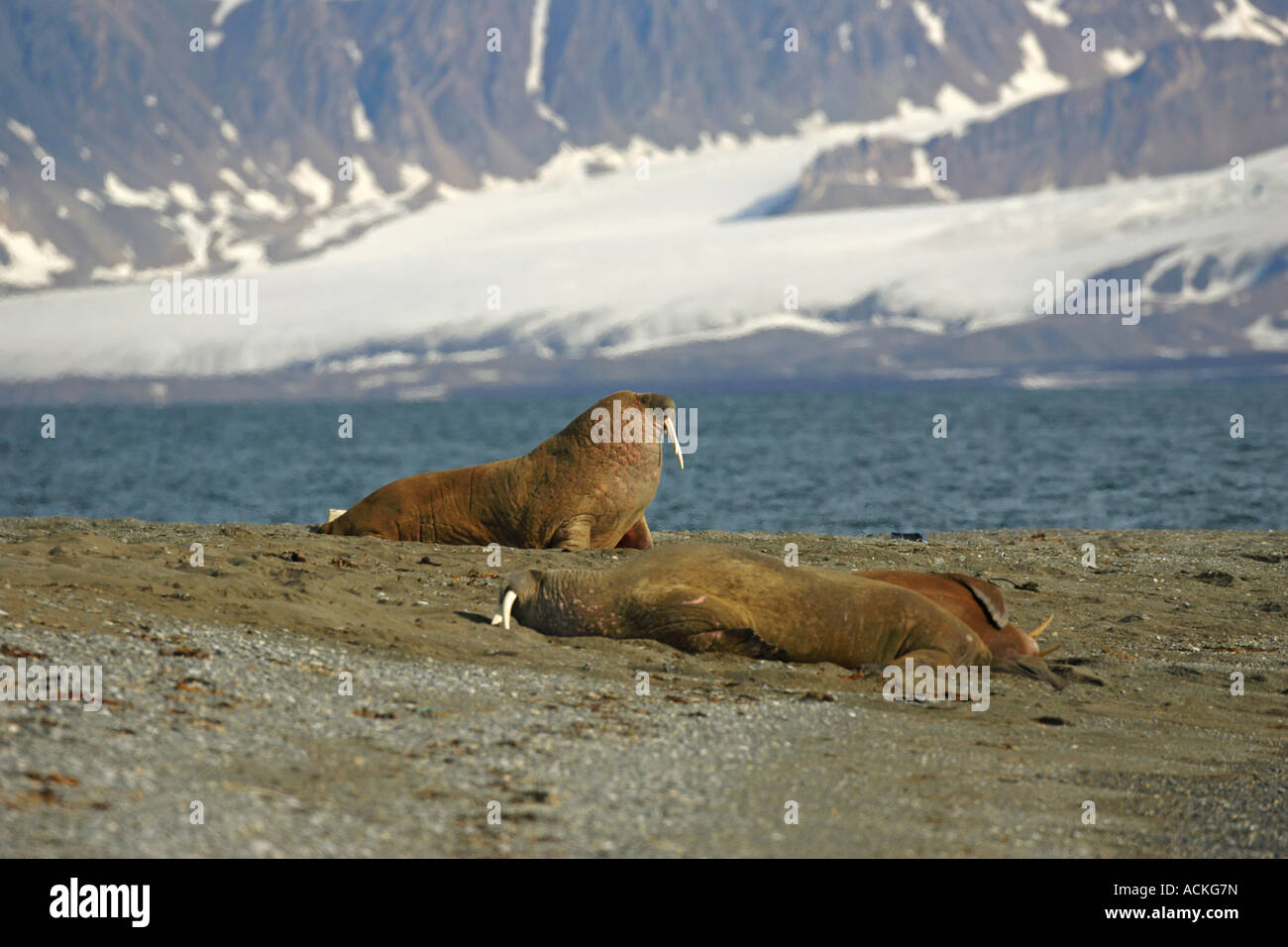 Trichechi Odobenus rosmarus una colonia di trichechi cazzate fino sulla spiaggia a nord di Spitsbergen l'Artico Foto Stock