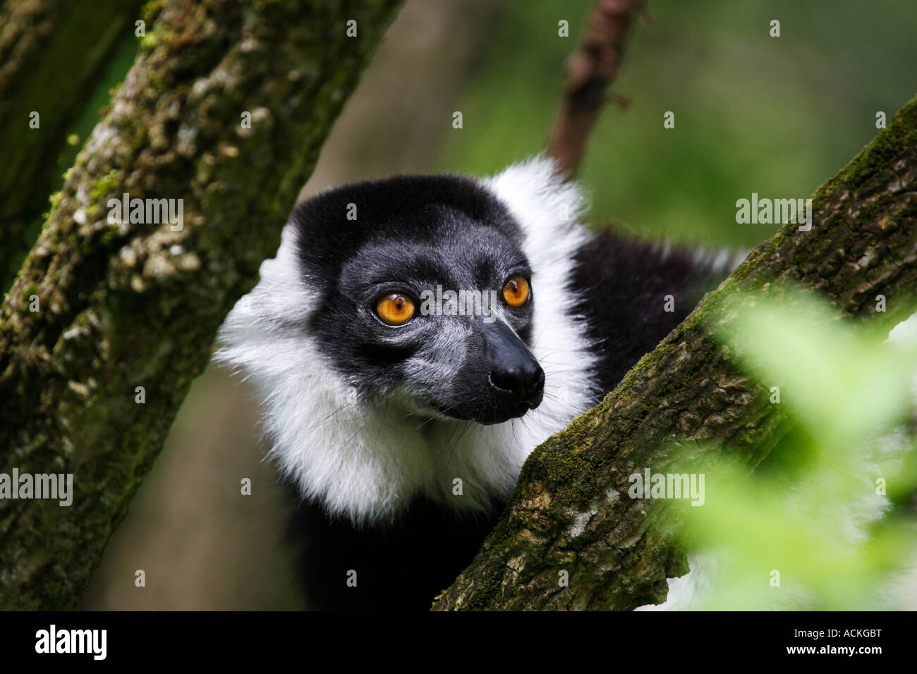 Bianco e nero lemure ruffed Varecia variegata Foto Stock