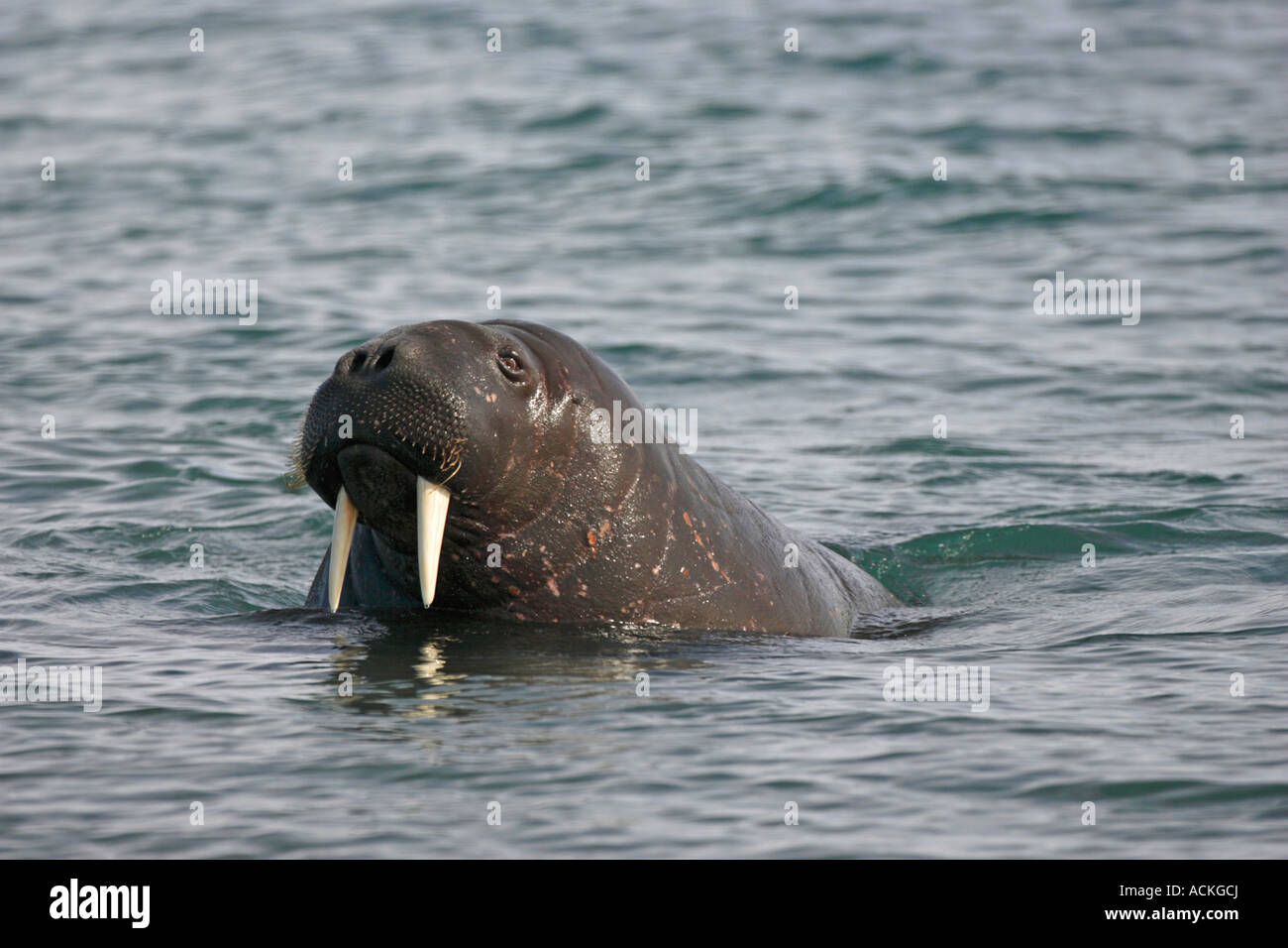 Trichechi Odobenus rosmarus popping la sua testa fuori dall'acqua per indagare la fotocamera con il contatto visivo Foto Stock