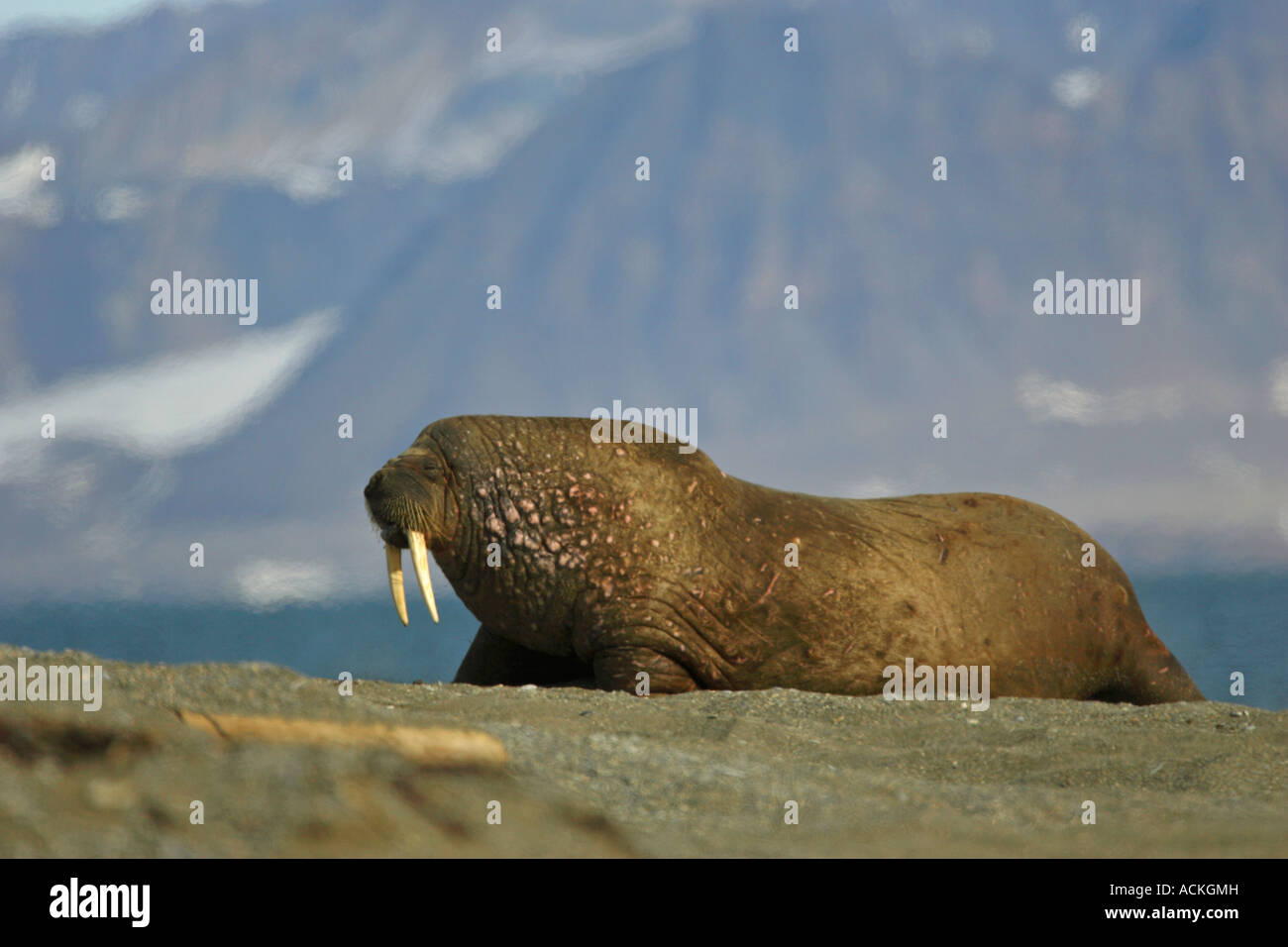 Trichechi Odobenus rosmarus tirata fuori sulla spiaggia a nord di Spitsbergen l'Artico Foto Stock