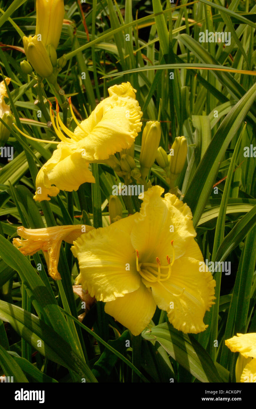 Gisela's Sunshine Daylily Foto Stock